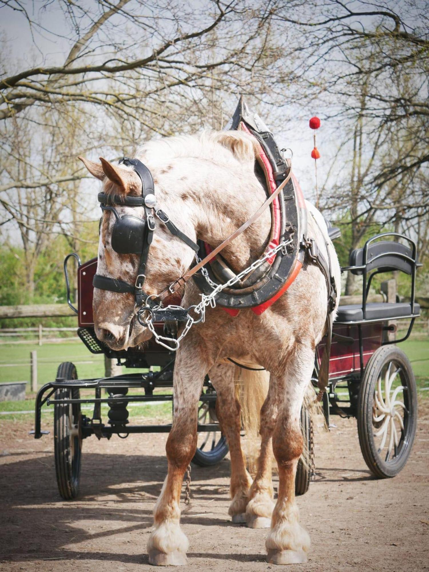 Penzion Horse Farm Lechovice Esterno foto