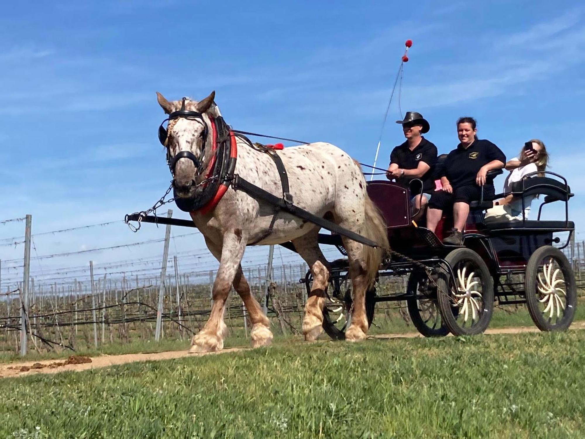 Penzion Horse Farm Lechovice Esterno foto